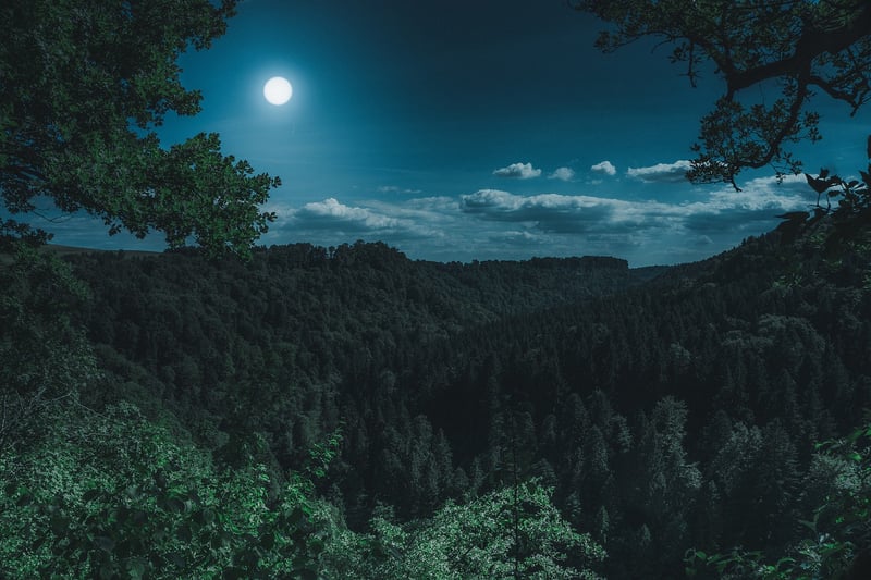 Moonlit Serenade